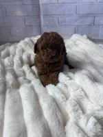 AKC-Yumi, a female Poodle - Toy  for sale in Miami, FL – 9 of 10