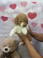 AKC-Marble, a male Poodle - Toy  for sale in Miami, FL – 5 of 9