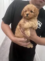 AKC-Elle, a female Poodle - Toy  for sale in Miami, FL – 4 of 8