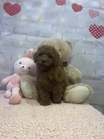 AKC-Latte, a male Poodle - Toy  for sale in Miami, FL – 7 of 10