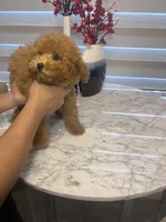 AKC-Mochi, a male Poodle - Toy  for sale in Miami, FL – 6 of 8