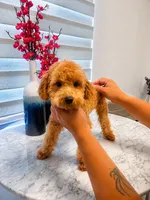 AKC-Mochi, a male Poodle - Toy  for sale in Miami, FL – 3 of 8