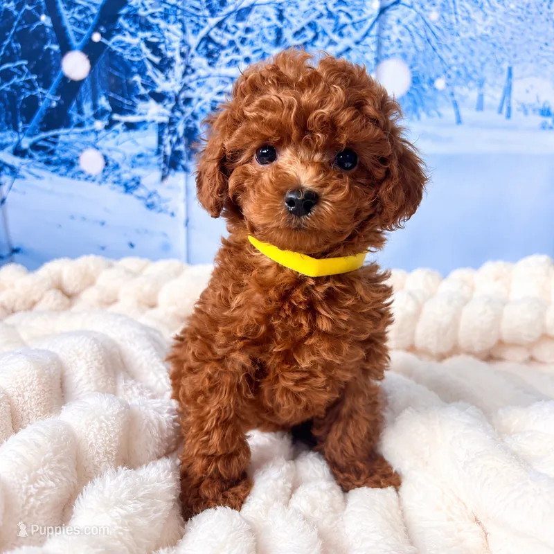 AKC-Lumi – Poodle - Toy  puppy for sale in Miami, FL