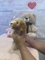 AKC-Millie, a female Poodle - Toy  for sale in Miami, FL – 2 of 7