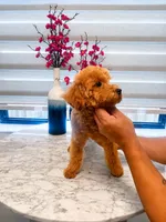AKC-Mochi, a male Poodle - Toy  for sale in Miami, FL – 5 of 8