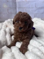 AKC-Yumi, a female Poodle - Toy  for sale in Miami, FL – 2 of 10