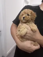 AKC-Elle, a female Poodle - Toy  for sale in Miami, FL – 6 of 8