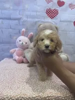 AKC-Millie, a female Poodle - Toy  for sale in Miami, FL – 7 of 7