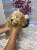 AKC-Millie, a female Poodle - Toy  for sale in Miami, FL – 5 of 10