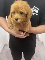 AKC-Mochi, a male Poodle - Toy  for sale in Miami, FL – 4 of 7
