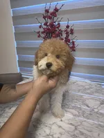 AKC-Marble, a male Poodle - Toy  for sale in Miami, FL – 3 of 10