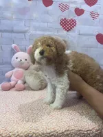 AKC-Marble, a male Poodle - Toy  for sale in Miami, FL – 6 of 9