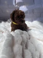 AKC-Lumi, a female Poodle - Toy  for sale in Miami, FL – 7 of 8