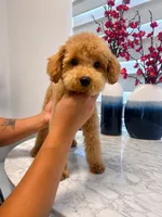 AKC-Mochi, a male Poodle - Toy  for sale in Miami, FL – 6 of 8