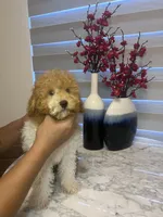 AKC-Marble, a male Poodle - Toy  for sale in Miami, FL – 4 of 10