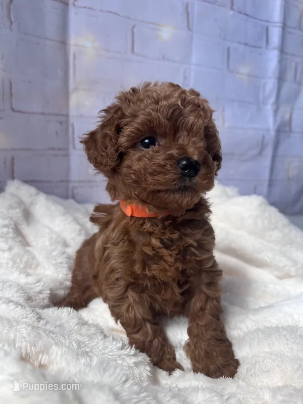 AKC-Teemo – Poodle - Toy  puppy for sale in Miami, FL