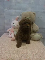 AKC-Latte, a male Poodle - Toy  for sale in Miami, FL – 8 of 10