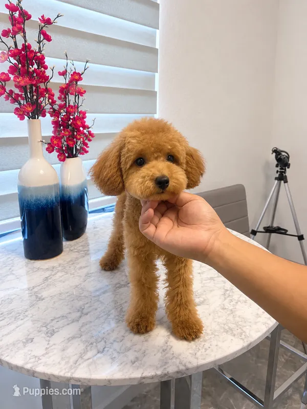 AKC-Mochi – Poodle - Toy  puppy for sale in Miami, FL