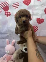 AKC-Milo, a male Poodle - Toy  for sale in Miami, FL – 6 of 7