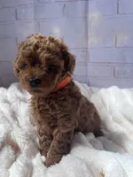 AKC-Teemo, a female Poodle - Toy  for sale in Miami, FL – 3 of 10