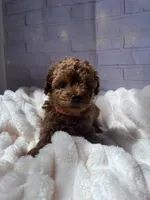 AKC-Teemo, a female Poodle - Toy  for sale in Miami, FL – 4 of 10