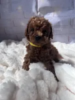 AKC-Lumi, a female Poodle - Toy  for sale in Miami, FL – 3 of 8