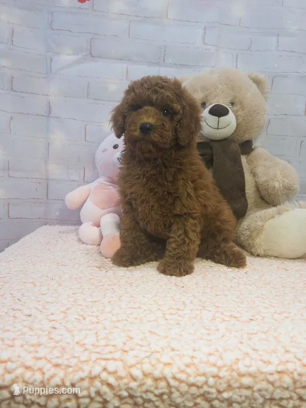 AKC-Latte – Poodle - Toy  puppy for sale in Miami, FL