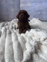 AKC-Yumi, a female Poodle - Toy  for sale in Miami, FL – 8 of 10