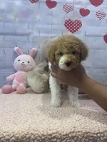 AKC-Marble, a male Poodle - Toy  for sale in Miami, FL – 8 of 9