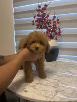 AKC-Mochi, a male Poodle - Toy  for sale in Miami, FL – 2 of 8