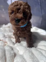 AKC-Zoey, a female Poodle - Toy  for sale in Miami, FL – 5 of 8