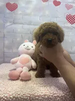 AKC-Latte, a male Poodle - Toy  for sale in Miami, FL – 3 of 10