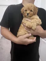 AKC-Elle, a female Poodle - Toy  for sale in Miami, FL – 3 of 8