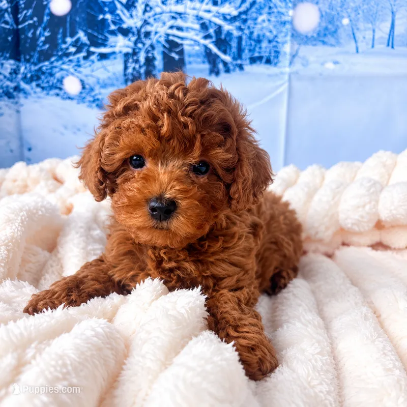 AKC-Teemo – Poodle - Toy  puppy for sale in Miami, FL
