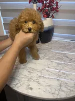 AKC-Mochi, a male Poodle - Toy  for sale in Miami, FL – 5 of 8