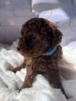 AKC-Zoey, a female Poodle - Toy  for sale in Miami, FL – 8 of 8