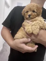 AKC-Elle, a female Poodle - Toy  for sale in Miami, FL – 2 of 8