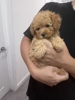 AKC-Elle, a female Poodle - Toy  for sale in Miami, FL – 8 of 8