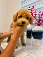 AKC-Mochi, a male Poodle - Toy  for sale in Miami, FL – 2 of 8