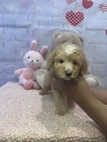 AKC-Millie, a female Poodle - Toy  for sale in Miami, FL – 5 of 7