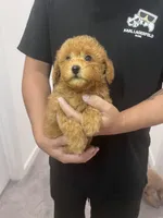 AKC-Mochi, a male Poodle - Toy  for sale in Miami, FL – 2 of 7