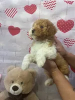 AKC-Marble, a male Poodle - Toy  for sale in Miami, FL – 4 of 9