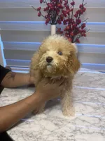 AKC-Millie, a female Poodle - Toy  for sale in Miami, FL – 3 of 10