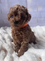 AKC-Teemo, a female Poodle - Toy  for sale in Miami, FL – 8 of 10