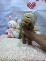 AKC-Mochi, a male Poodle - Toy  for sale in Miami, FL – 7 of 7