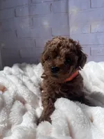 AKC-Teemo, a female Poodle - Toy  for sale in Miami, FL – 6 of 10