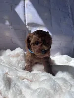 AKC-Zoey, a female Poodle - Toy  for sale in Miami, FL – 7 of 8