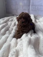 AKC-Yumi, a female Poodle - Toy  for sale in Miami, FL – 3 of 10