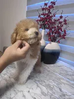 AKC-Marble, a male Poodle - Toy  for sale in Miami, FL – 8 of 10