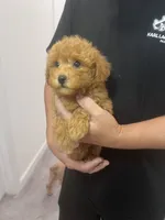 AKC-Mochi, a male Poodle - Toy  for sale in Miami, FL – 3 of 7